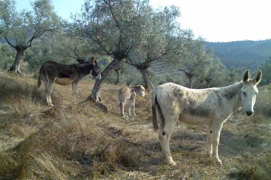 Cortijo 